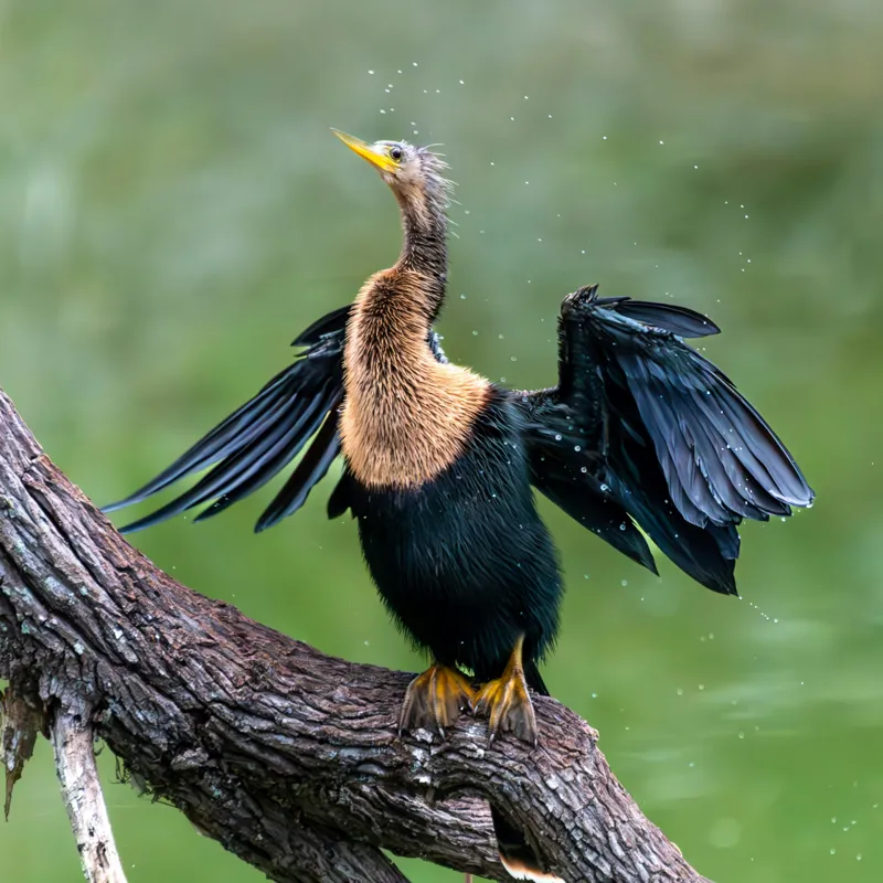 Tablou Canvas, "Cormoranul scuturându-se după ploaie", Pasăre, Aripi, Apă, Trunchi, Verde, Penaj, Textură, Natură., 50 x 50 cm – poza 2