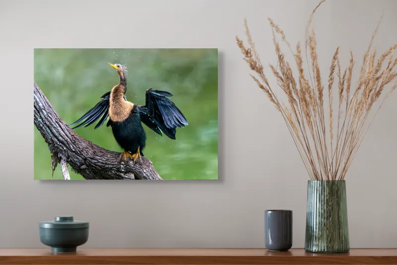Tablou Canvas, "Cormoranul scuturându-se după ploaie", Pasăre, Aripi, Apă, Trunchi, Verde, Penaj, Textură, Natură., 54 x 39 cm – poza 4