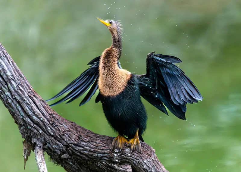 Tablou Canvas, "Cormoranul scuturându-se după ploaie", Pasăre, Aripi, Apă, Trunchi, Verde, Penaj, Textură, Natură., 70 x 50 cm – poza 2