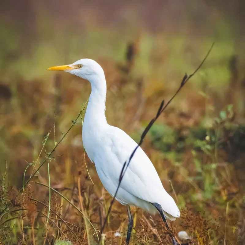 Tablou Canvas, "Egreta în câmpul ruginiu de toamnă", Pene, Eleganță, Natură, Solitar, Observare, Serenitate, Claritate, Liniște, 50 x 50 cm – poza 2