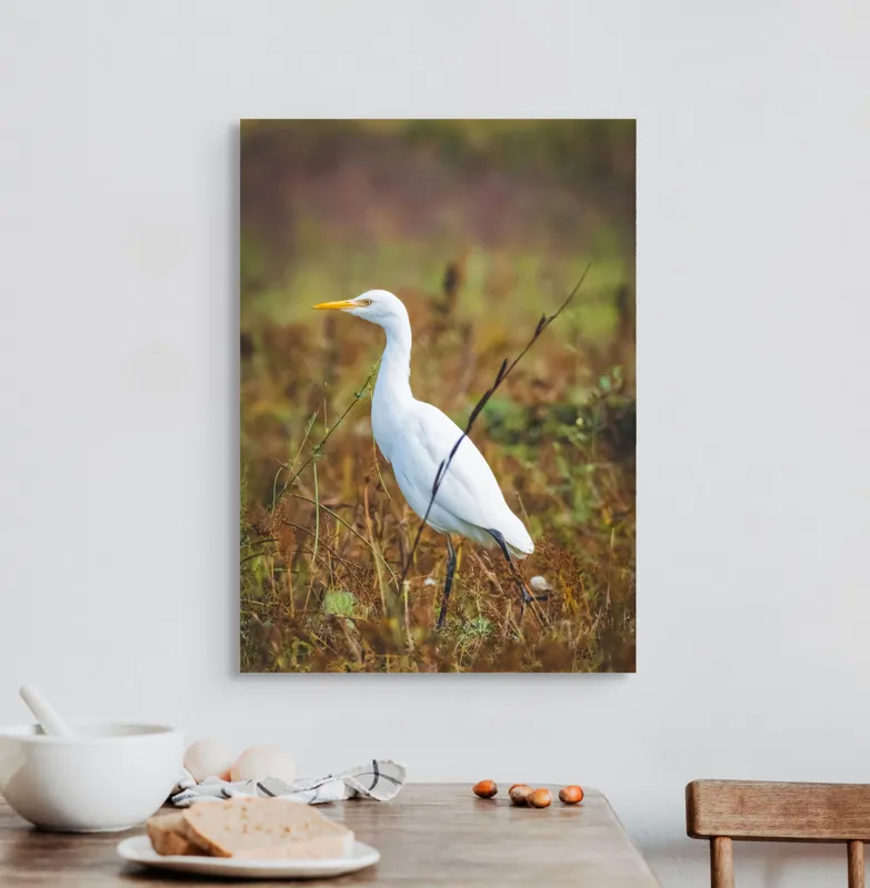 Tablou Canvas, "Egreta în câmpul ruginiu de toamnă", Pene, Eleganță, Natură, Solitar, Observare, Serenitate, Claritate, Liniște, 50 x 70 cm – poza 3