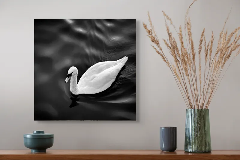 Tablou Canvas, "Lebăda singuratică pe apă liniștită", Graziozitate, Eleganță, Liniște, Contrast, Reflecție, Armonie, Serenitate, 50 x 50 cm – poza 4