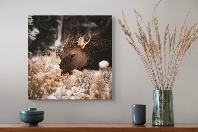 Tablou Canvas, "Iarna și liniștea căprioarei păscând", Urs, Zăpadă, Blană, Natură, Iarnă, Nas, Plante, Frig, Linie, Ochi, Colorat, Peisaj, Liniște, Studio, Frumusețe, Atingere, 50 x 50 cm – poza 4