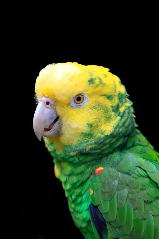 Tablou Canvas, "Papagal verde cu penaj strălucitor", Colorat, Vibrant, Exotic, Grațios, Amuzant, Penaj, Tropical, Privire, Dinamic, Nuanțe, 26 x 39 cm – poza 2