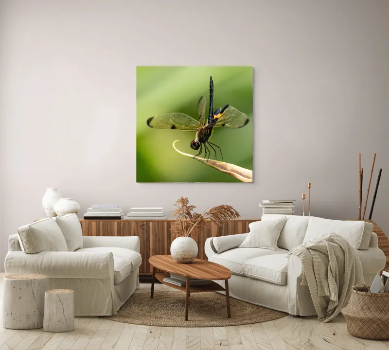 Tablou Canvas, "Libelula în echilibru pe vârfuri verzi", Libelulă, Grațioasă, Natură, Aripi, Lumină, Verde, Delicat, Fragil, Fotografie, Detaliu, 100 x 100 cm – poza 3