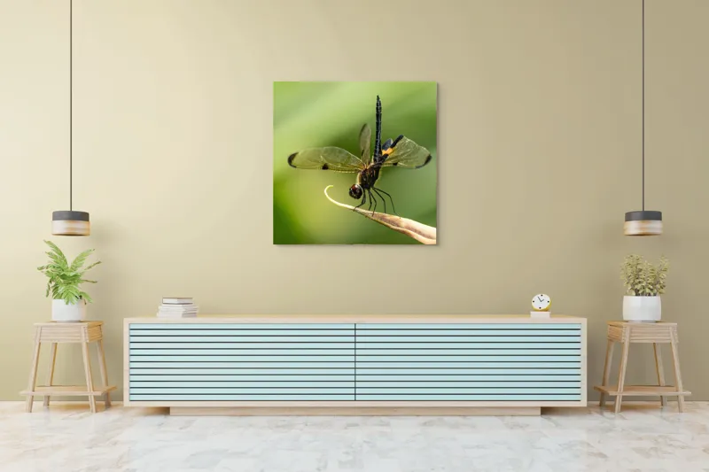 Tablou Canvas, "Libelula în echilibru pe vârfuri verzi", Libelulă, Grațioasă, Natură, Aripi, Lumină, Verde, Delicat, Fragil, Fotografie, Detaliu, 100 x 100 cm – poza 5