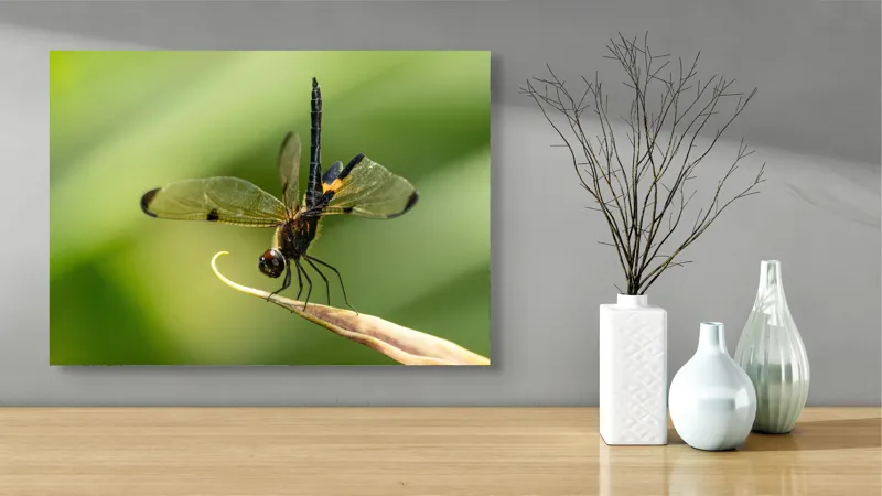 Tablou Canvas, "Libelula în echilibru pe vârfuri verzi", Libelulă, Grațioasă, Natură, Aripi, Lumină, Verde, Delicat, Fragil, Fotografie, Detaliu, 70 x 50 cm – poza 3