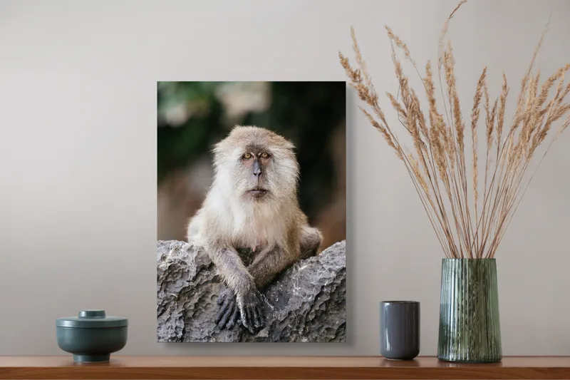 Tablou Canvas, "Maimuța contemplând lumea din jur", Nu pot identifica animale sau oameni în imagini., 39 x 54 cm – poza 3
