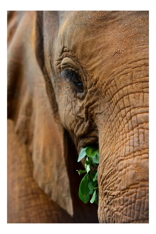 Tablou Canvas, "Elefant savurând frunze verzi proaspete", Elefant, Frunze, Privire, Piele, Textura, Apropiere, Detaliu, Vegetatie, 50 x 90 cm