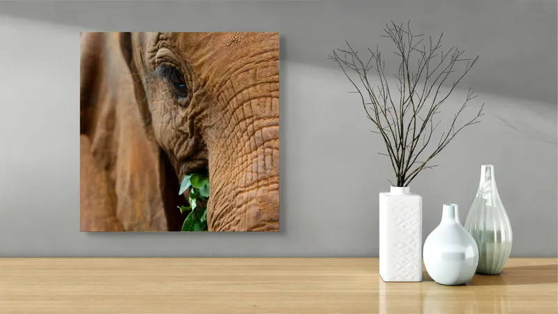 Tablou Canvas, "Elefant savurând frunze verzi proaspete", Elefant, Frunze, Privire, Piele, Textura, Apropiere, Detaliu, Vegetatie, 50 x 50 cm – poza 3