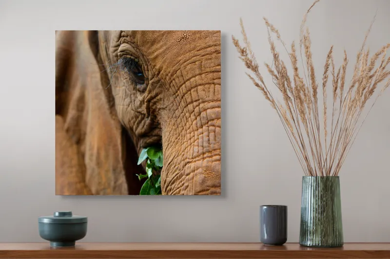 Tablou Canvas, "Elefant savurând frunze verzi proaspete", Elefant, Frunze, Privire, Piele, Textura, Apropiere, Detaliu, Vegetatie, 50 x 50 cm – poza 4