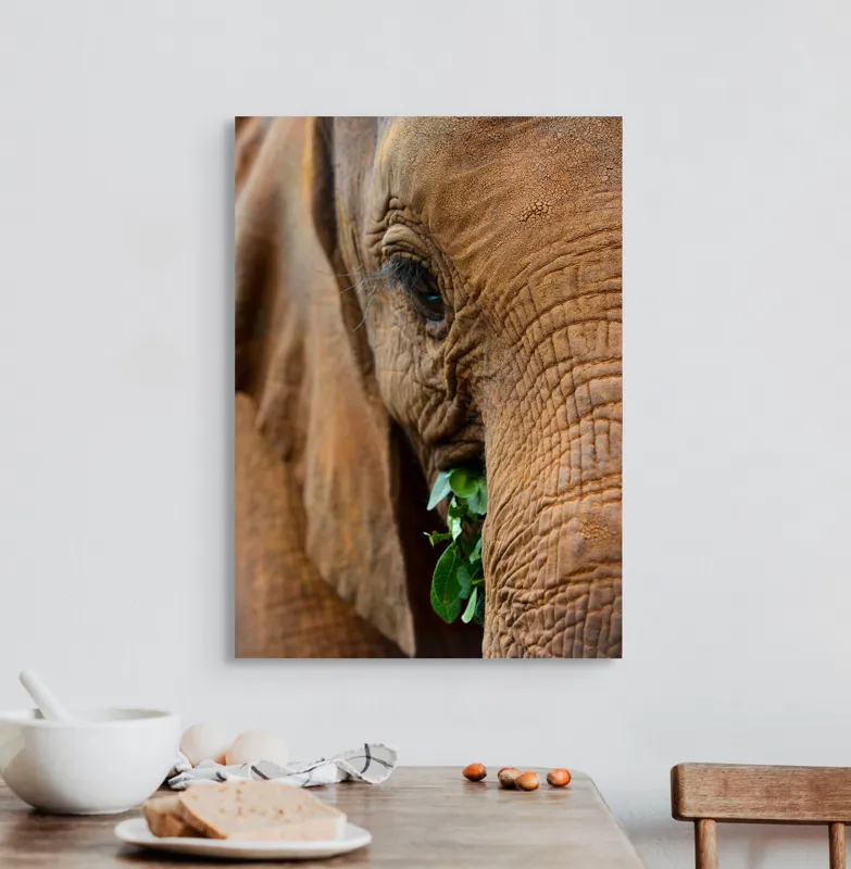 Tablou Canvas, "Elefant savurând frunze verzi proaspete", Elefant, Frunze, Privire, Piele, Textura, Apropiere, Detaliu, Vegetatie, 50 x 70 cm – poza 3