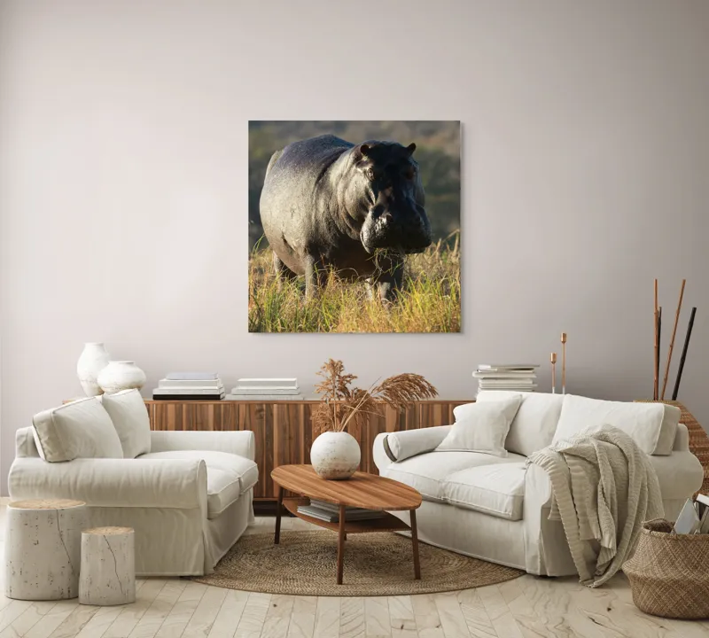Tablou Canvas, "Hipopotam la apus de soare", Hipopotam, Iarbă, Apus, Safari, Sălbăticie, Natură, Peisaj, 100 x 100 cm – poza 3