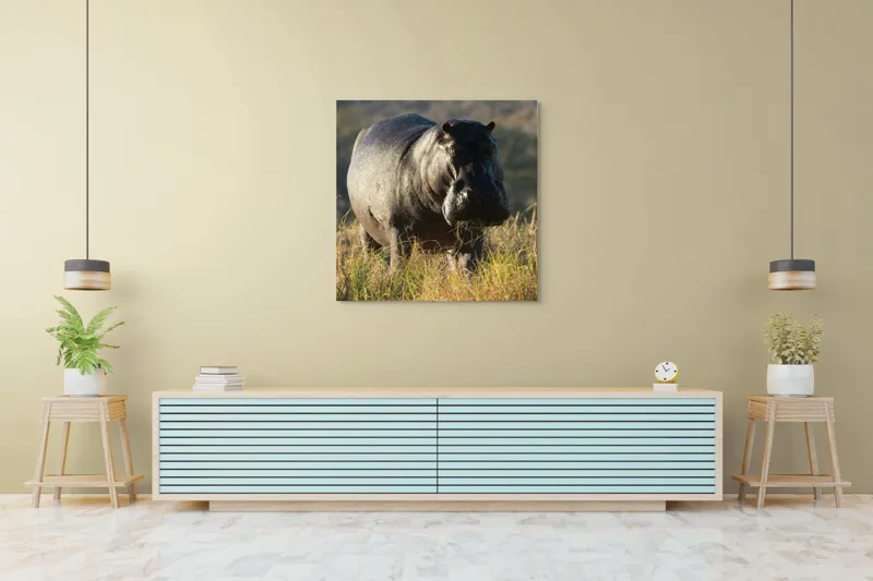 Tablou Canvas, "Hipopotam la apus de soare", Hipopotam, Iarbă, Apus, Safari, Sălbăticie, Natură, Peisaj, 100 x 100 cm – poza 5