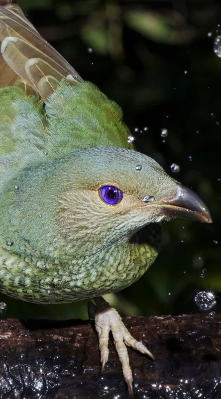 Tablou Canvas, "Pasărea verde sub stropii ploii", Nu pot spune cine este în imagine, dar pot descrie elementele și caracteristicile vizuale ale acesteia. Picături, Natura, Verde, Pene, Ochi, Dinamism, Frumusețe, Lumină, Textură, Detaliu, 50 x 90 cm – poza 2