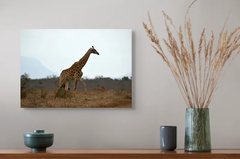 Tablou Canvas, "Gingașul rege al savanei africane", Girafă, Savana, Cer, Arbori, Pământ, Sălbăticie, Picioare, Eleganță, Gât, Peisaj, 54 x 39 cm – poza 4
