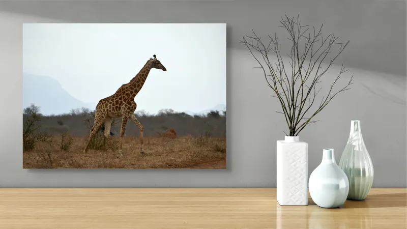 Tablou Canvas, "Gingașul rege al savanei africane", Girafă, Savana, Cer, Arbori, Pământ, Sălbăticie, Picioare, Eleganță, Gât, Peisaj, 70 x 50 cm – poza 3