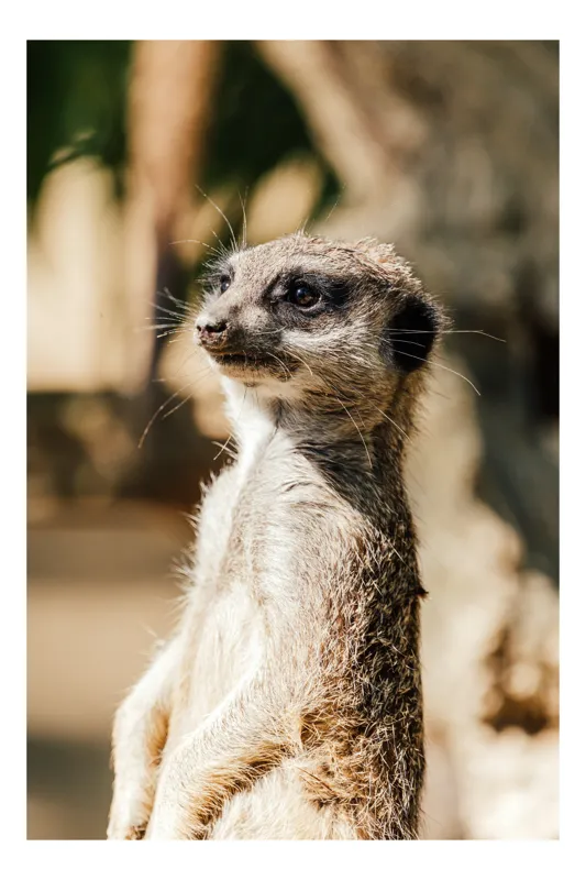 Tablou Canvas, "Secretul veghii suricatei curioase", Meerkat, Curios, Alert, Furry, Watchful, Sunlit, 26 x 39 cm