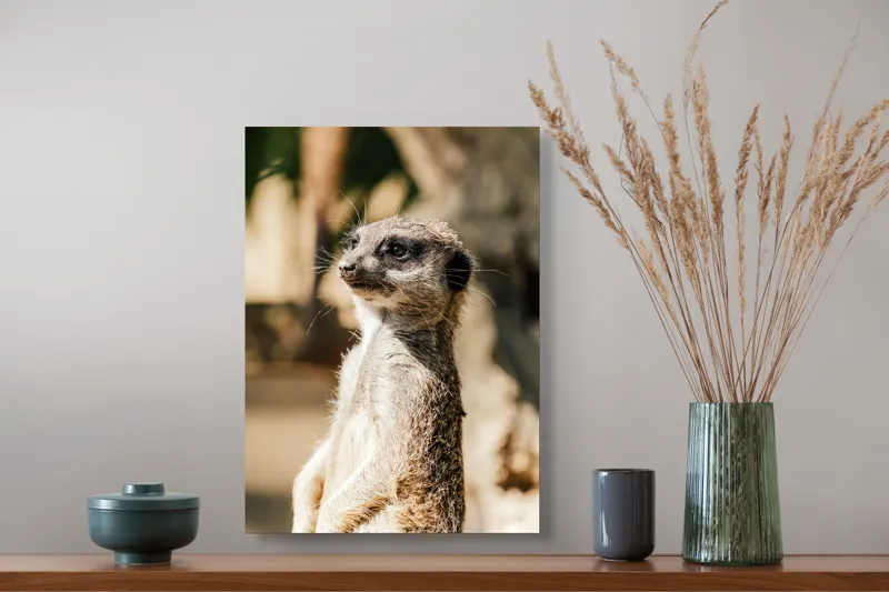 Tablou Canvas, "Secretul veghii suricatei curioase", Meerkat, Curios, Alert, Furry, Watchful, Sunlit, 39 x 54 cm – poza 3