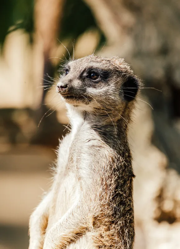 Tablou Canvas, "Secretul veghii suricatei curioase", Meerkat, Curios, Alert, Furry, Watchful, Sunlit, 39 x 54 cm – poza 2