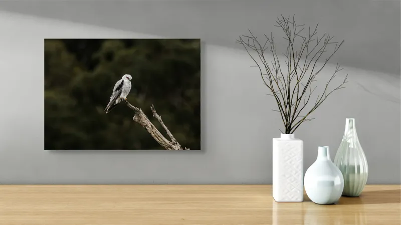 Tablou Canvas, "Șoimul solitar pe creanga uscată", Pasăre, Ramură, Cer, Perioada Zilei, Privire, Penaj, Natură, 54 x 39 cm – poza 3