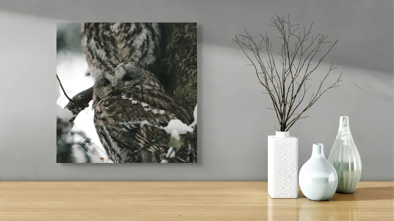 Tablou Canvas, "Bufnițe odihnindu-se în zăpadă iernatică", Bufnițe, Zăpadă, Copac, Crengi, Iarnă, Pene, Camuflaj, Natură, Privire, Pădure, 50 x 50 cm – poza 3
