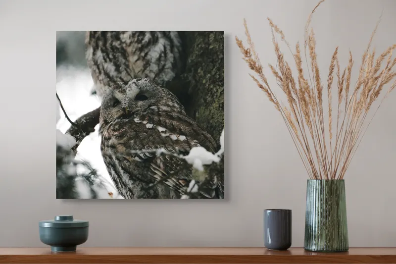 Tablou Canvas, "Bufnițe odihnindu-se în zăpadă iernatică", Bufnițe, Zăpadă, Copac, Crengi, Iarnă, Pene, Camuflaj, Natură, Privire, Pădure, 50 x 50 cm – poza 4