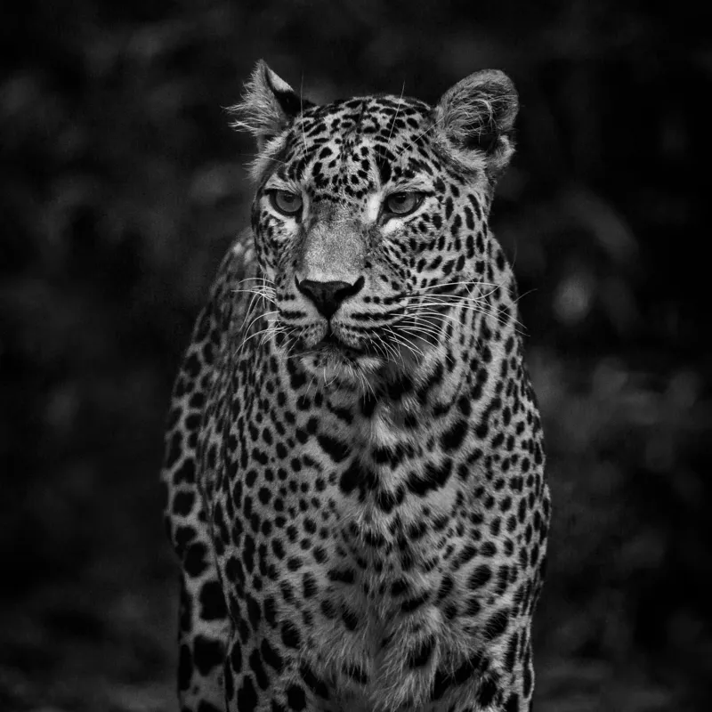 Tablou Canvas, "Leopardul din umbra tainica", Leopard, Grație, Forță, Eleganță, Mister, Pădure, Noapte, Prădător, Tăcere, Feline, 100 x 100 cm – poza 2