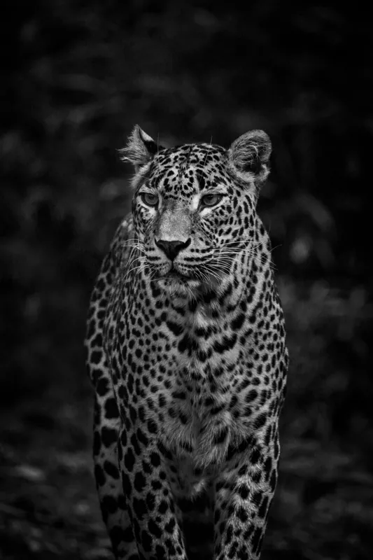 Tablou Canvas, "Leopardul din umbra tainica", Leopard, Grație, Forță, Eleganță, Mister, Pădure, Noapte, Prădător, Tăcere, Feline, 100 x 150 cm – poza 2