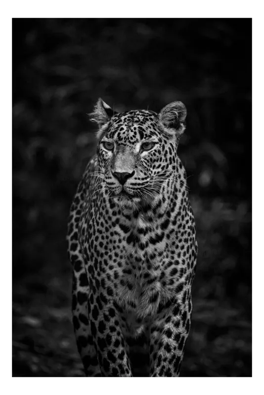 Tablou Canvas, "Leopardul din umbra tainica", Leopard, Grație, Forță, Eleganță, Mister, Pădure, Noapte, Prădător, Tăcere, Feline, 70 x 100 cm
