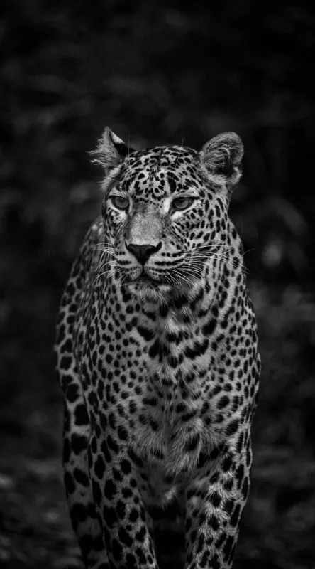 Tablou Canvas, "Leopardul din umbra tainica", Leopard, Grație, Forță, Eleganță, Mister, Pădure, Noapte, Prădător, Tăcere, Feline, 50 x 90 cm – poza 2