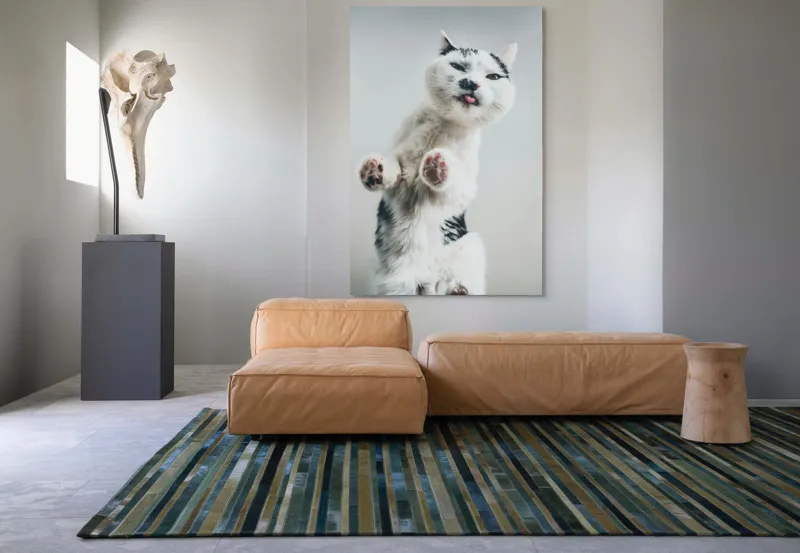 Tablou Canvas, "Pisică jucăușă în aer senin", Pisică, Blăniță, Lăbuțe, Expresie, Jucăușă, Fundal, Deschis, Amuzantă., 100 x 150 cm – poza 7