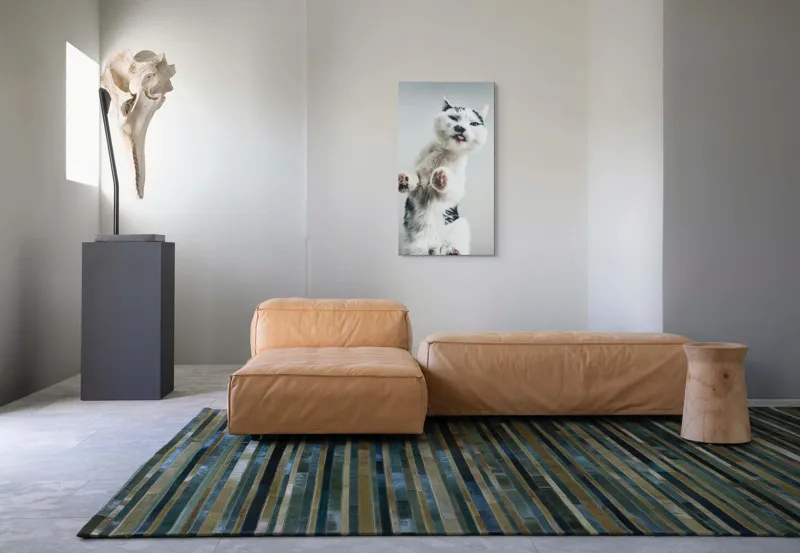Tablou Canvas, "Pisică jucăușă în aer senin", Pisică, Blăniță, Lăbuțe, Expresie, Jucăușă, Fundal, Deschis, Amuzantă., 50 x 90 cm – poza 5