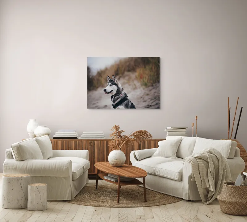 Tablou Canvas, "Husky contemplând peisajul de toamnă", Câine, Husky, Plajă, Nisip, Vegetație, Cer, Vânt, Natură, Peisaj, Ochi Albaștri, 100 x 70 cm – poza 3