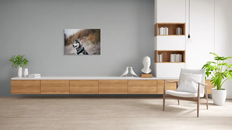 Tablou Canvas, "Husky contemplând peisajul de toamnă", Câine, Husky, Plajă, Nisip, Vegetație, Cer, Vânt, Natură, Peisaj, Ochi Albaștri, 100 x 70 cm – poza 6