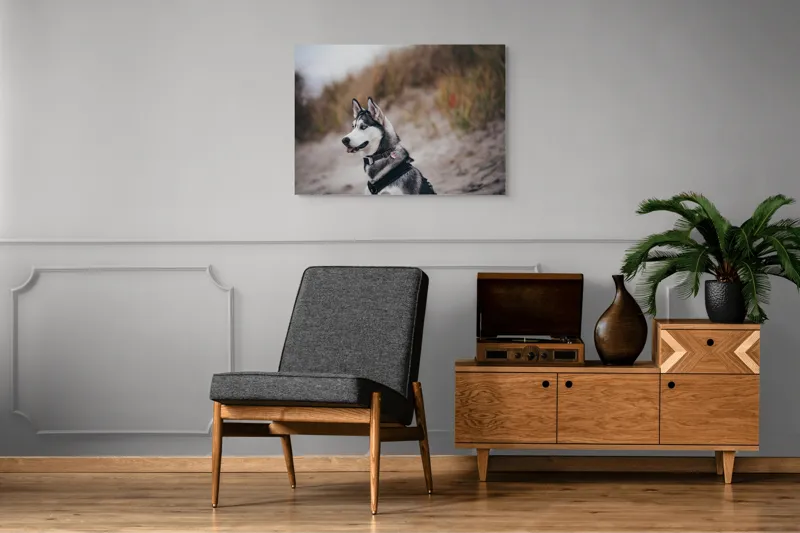 Tablou Canvas, "Husky contemplând peisajul de toamnă", Câine, Husky, Plajă, Nisip, Vegetație, Cer, Vânt, Natură, Peisaj, Ochi Albaștri, 100 x 70 cm – poza 8