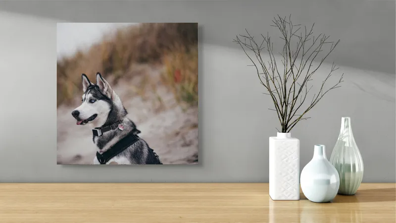 Tablou Canvas, "Husky contemplând peisajul de toamnă", Câine, Husky, Plajă, Nisip, Vegetație, Cer, Vânt, Natură, Peisaj, Ochi Albaștri, 50 x 50 cm – poza 3