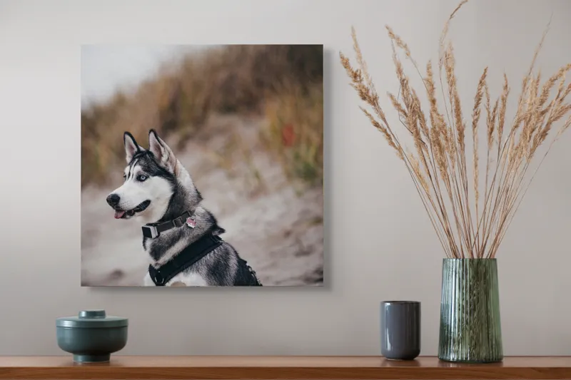 Tablou Canvas, "Husky contemplând peisajul de toamnă", Câine, Husky, Plajă, Nisip, Vegetație, Cer, Vânt, Natură, Peisaj, Ochi Albaștri, 50 x 50 cm – poza 4