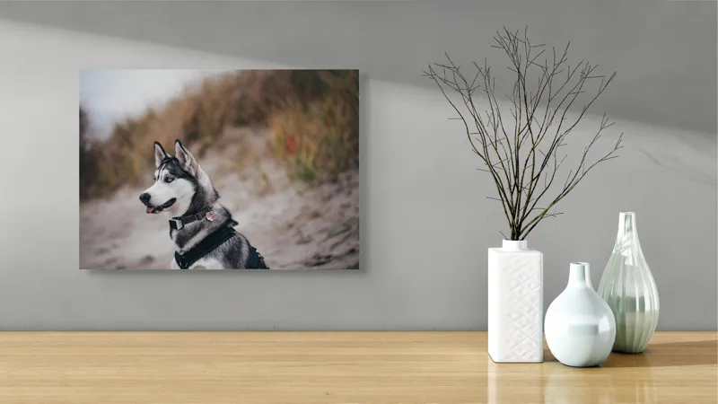 Tablou Canvas, "Husky contemplând peisajul de toamnă", Câine, Husky, Plajă, Nisip, Vegetație, Cer, Vânt, Natură, Peisaj, Ochi Albaștri, 54 x 39 cm – poza 3