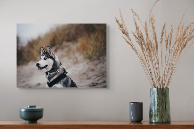 Tablou Canvas, "Husky contemplând peisajul de toamnă", Câine, Husky, Plajă, Nisip, Vegetație, Cer, Vânt, Natură, Peisaj, Ochi Albaștri, 54 x 39 cm – poza 4