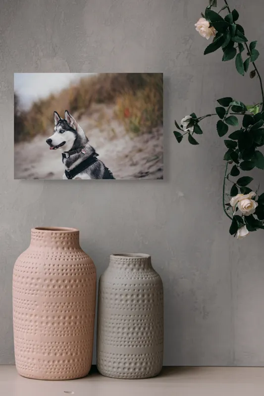 Tablou Canvas, "Husky contemplând peisajul de toamnă", Câine, Husky, Plajă, Nisip, Vegetație, Cer, Vânt, Natură, Peisaj, Ochi Albaștri, 54 x 39 cm – poza 8