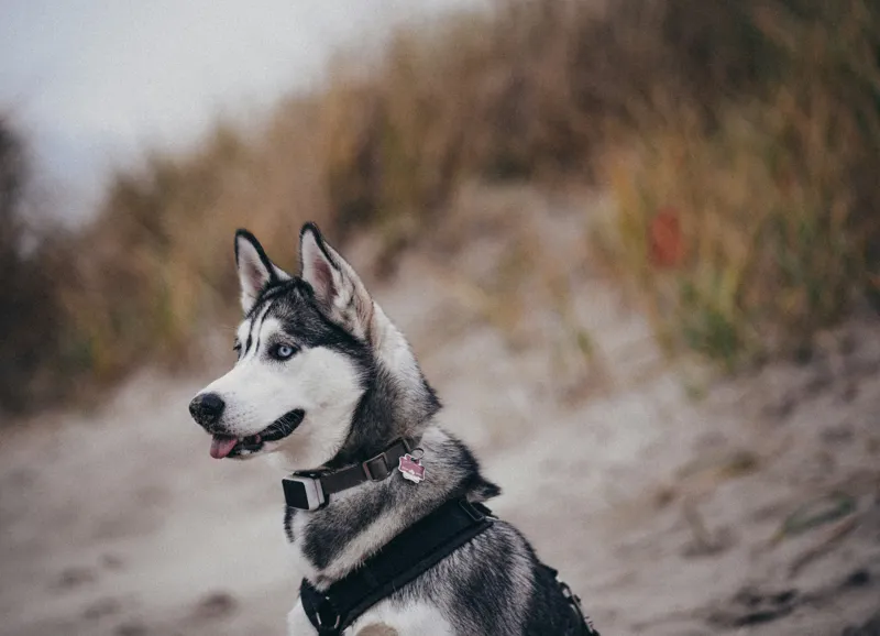 Tablou Canvas, "Husky contemplând peisajul de toamnă", Câine, Husky, Plajă, Nisip, Vegetație, Cer, Vânt, Natură, Peisaj, Ochi Albaștri, 54 x 39 cm – poza 2