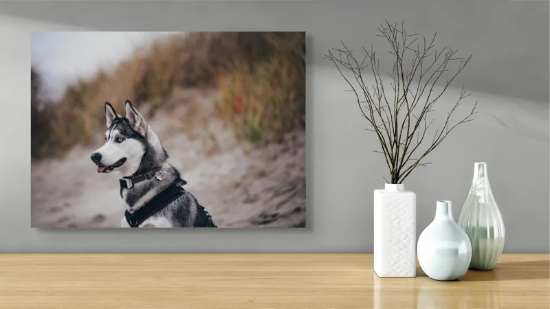 Tablou Canvas, "Husky contemplând peisajul de toamnă", Câine, Husky, Plajă, Nisip, Vegetație, Cer, Vânt, Natură, Peisaj, Ochi Albaștri, 70 x 50 cm – poza 3