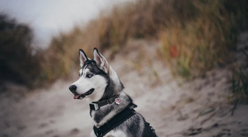 Tablou Canvas, "Husky contemplând peisajul de toamnă", Câine, Husky, Plajă, Nisip, Vegetație, Cer, Vânt, Natură, Peisaj, Ochi Albaștri, 90 x 50 cm – poza 2