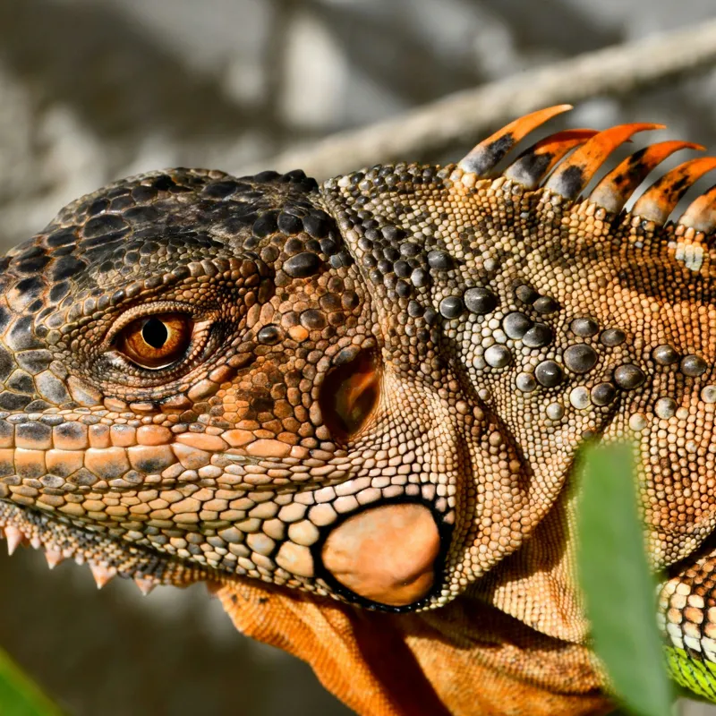 Tablou Canvas, "Iguana în razele soarelui de dimineață", Iguana, Solzi, Textură, Verdeață, Soare, Animal, Faună, Detalii, Reptilă, Tighel., 100 x 100 cm – poza 2