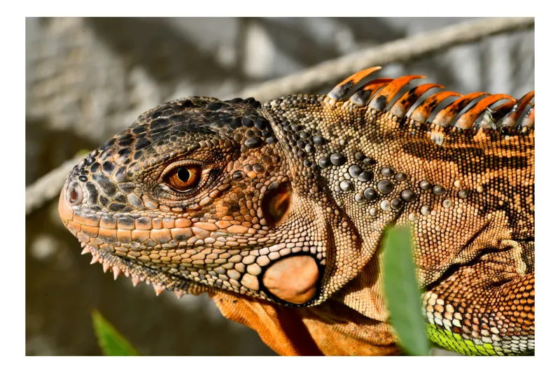 Tablou Canvas, "Iguana în razele soarelui de dimineață", Iguana, Solzi, Textură, Verdeață, Soare, Animal, Faună, Detalii, Reptilă, Tighel., 39 x 26 cm