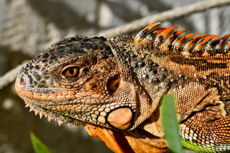 Tablou Canvas, "Iguana în razele soarelui de dimineață", Iguana, Solzi, Textură, Verdeață, Soare, Animal, Faună, Detalii, Reptilă, Tighel., 150 x 100 cm – poza 2