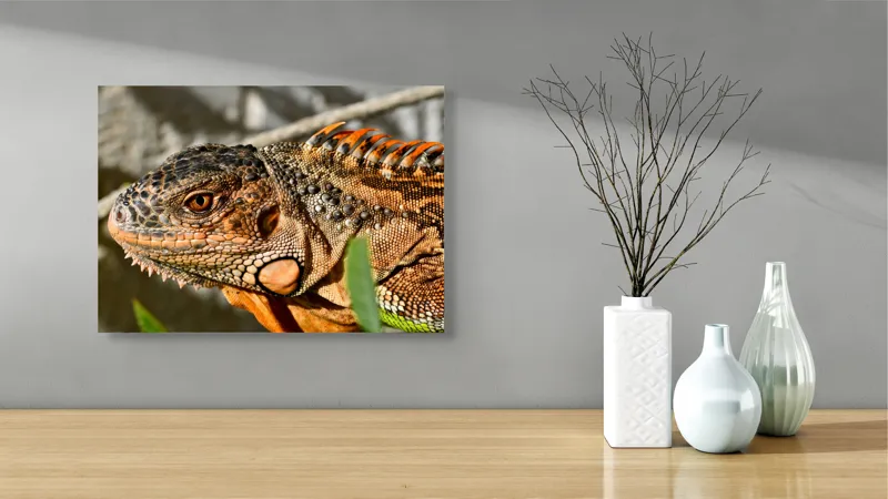 Tablou Canvas, "Iguana în razele soarelui de dimineață", Iguana, Solzi, Textură, Verdeață, Soare, Animal, Faună, Detalii, Reptilă, Tighel., 54 x 39 cm – poza 3