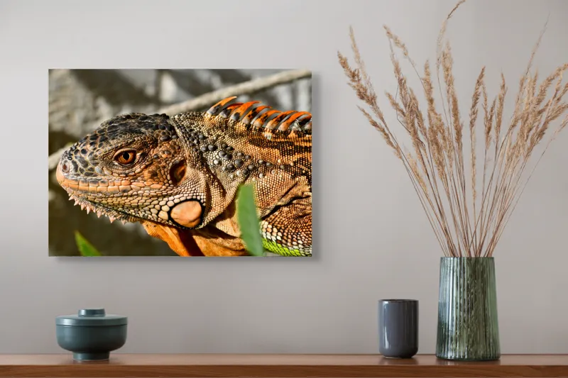 Tablou Canvas, "Iguana în razele soarelui de dimineață", Iguana, Solzi, Textură, Verdeață, Soare, Animal, Faună, Detalii, Reptilă, Tighel., 54 x 39 cm – poza 4