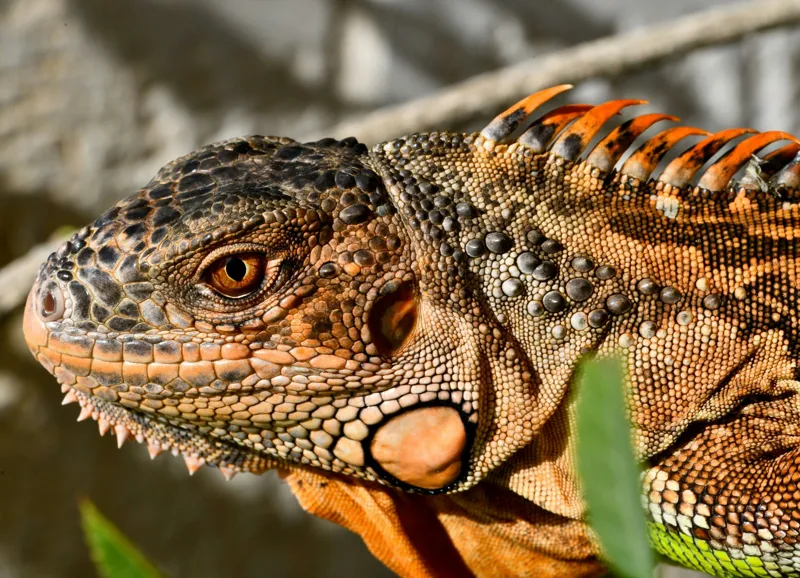 Tablou Canvas, "Iguana în razele soarelui de dimineață", Iguana, Solzi, Textură, Verdeață, Soare, Animal, Faună, Detalii, Reptilă, Tighel., 54 x 39 cm – poza 2